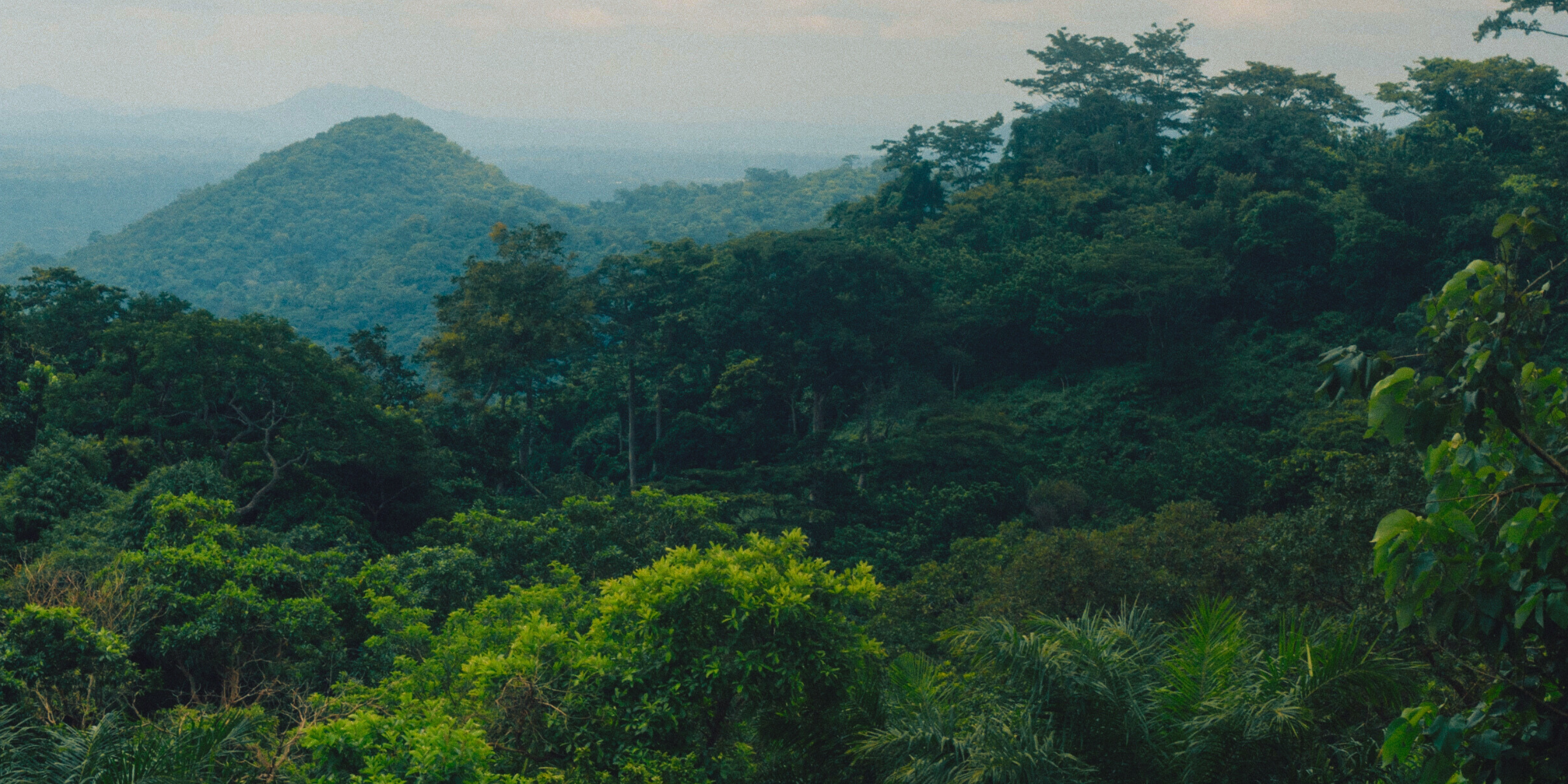 Imagem de Mata Atlântica quase nativa.