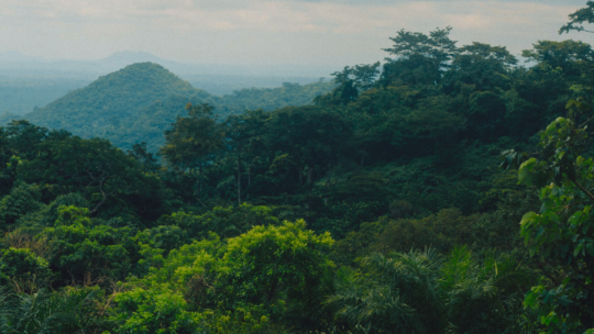 Imagem de Mata Atlântica quase nativa.